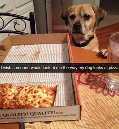 doglookspizza_funny_snapchats