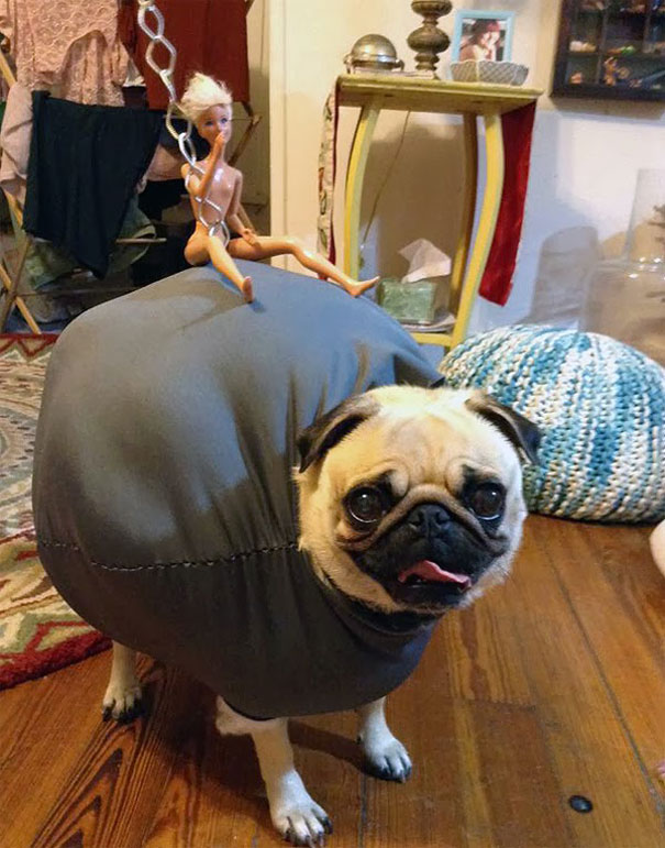 halloween-costumes-for-pets-1