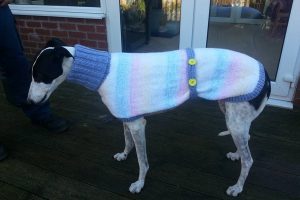 greyhound wearing sweater