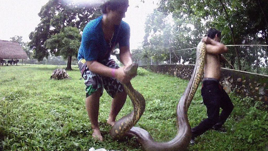 Anacondas rarely eat people - Source: Wikimedia