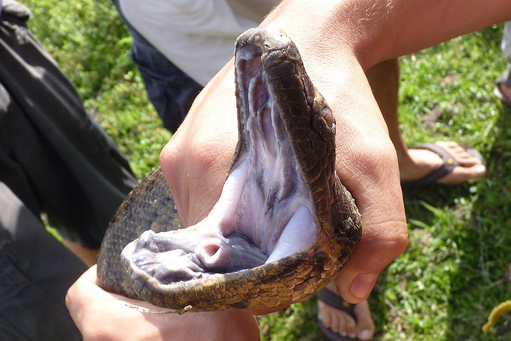 Anacondas can open their jaws to swallow prey - Source: Wikimedia