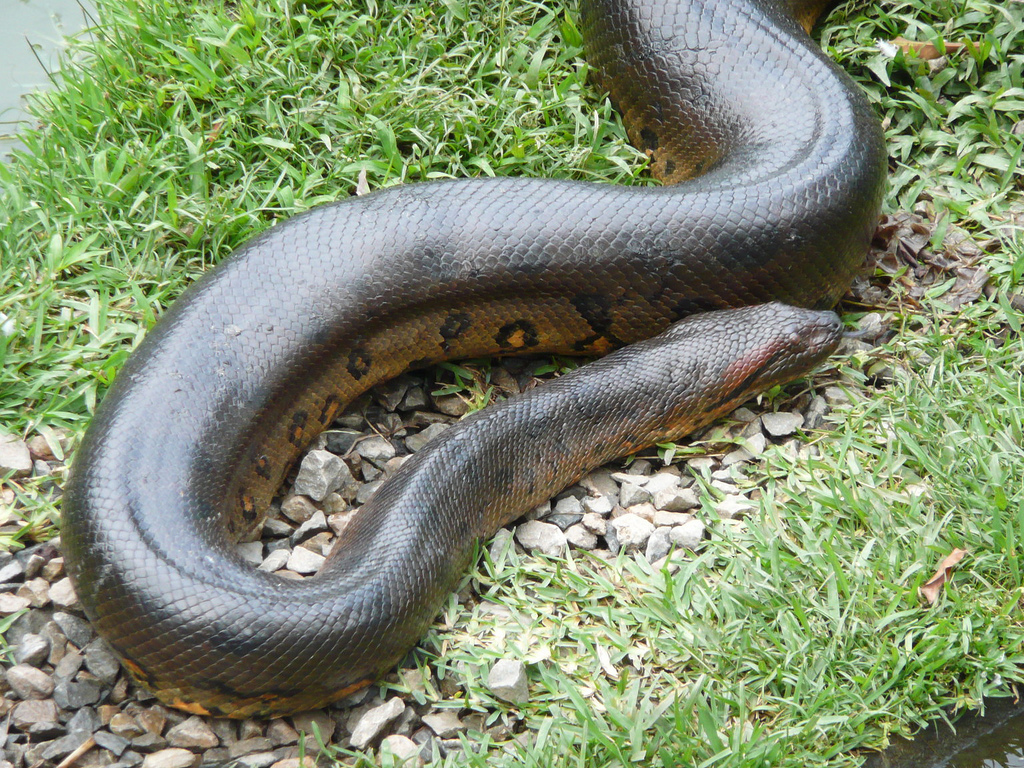 Anacondas are native to South America - Source: Wikimedia