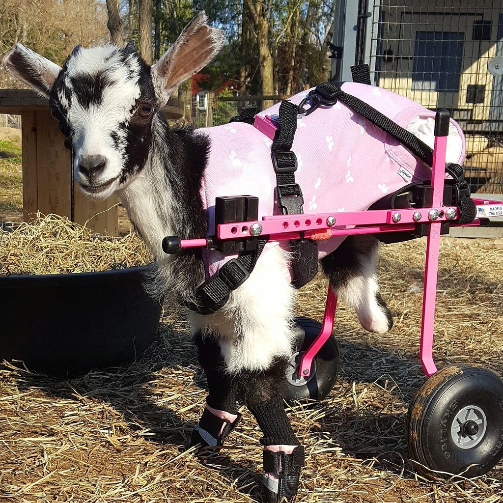 Rescue Goats - Source: Twitter/Goats of Anarchy