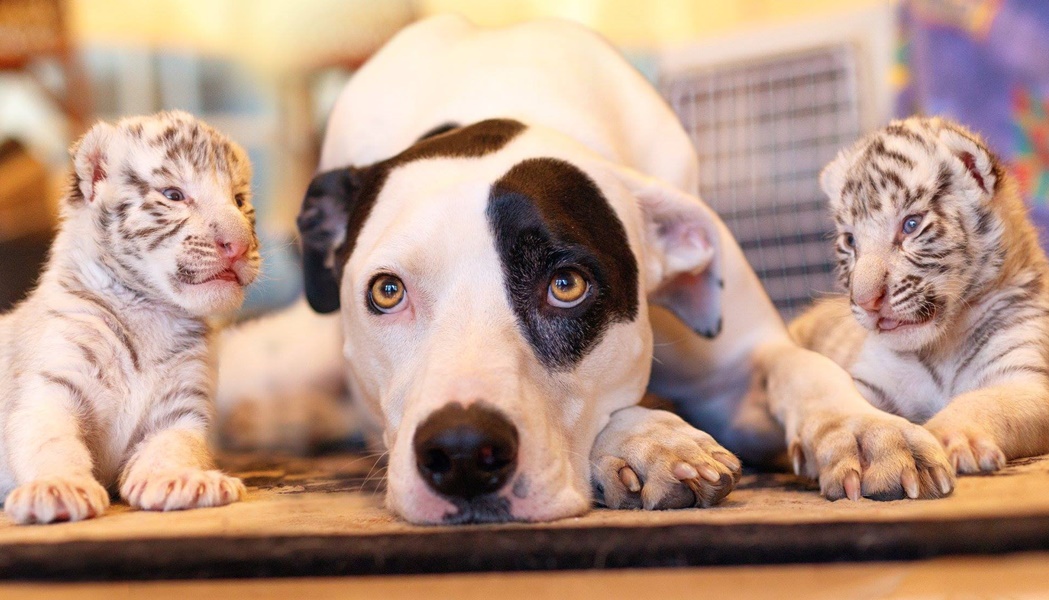 dog adopts tiger cubs