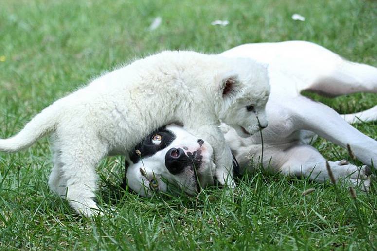 dog adopts lion cub