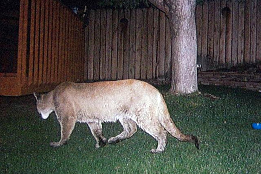 mountain lion backyard