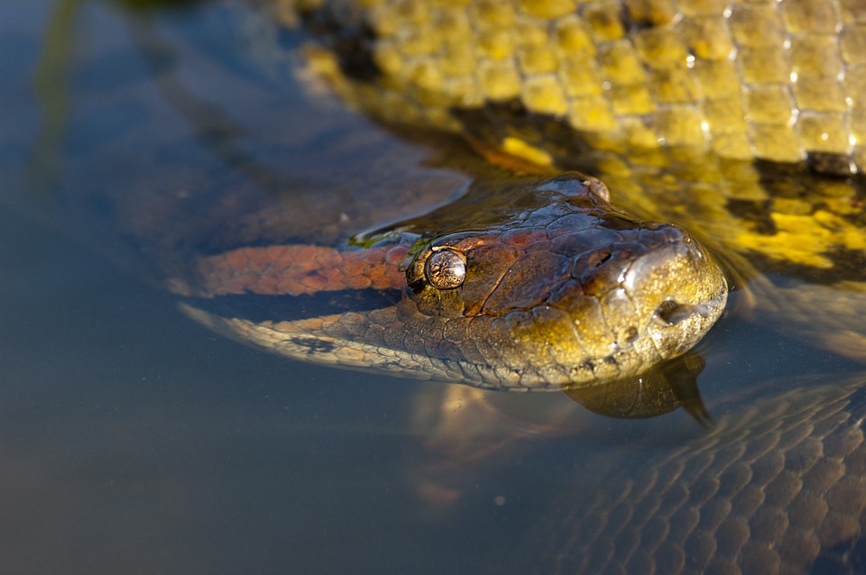 Anacondas spend most of their life in the water - Source: Pixabay