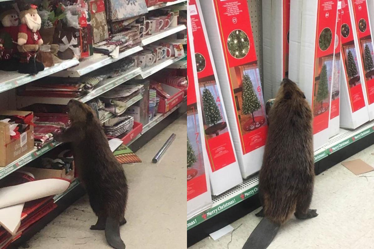 Beaver on the loose inside store - Source: Twitter/St. Mary's Sheriff