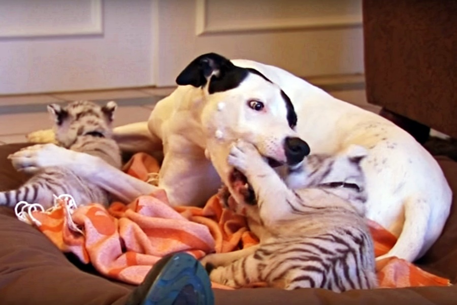 dog adopts tiger cubs