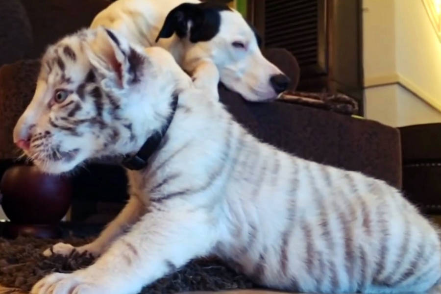 dog adopts tiger cubs