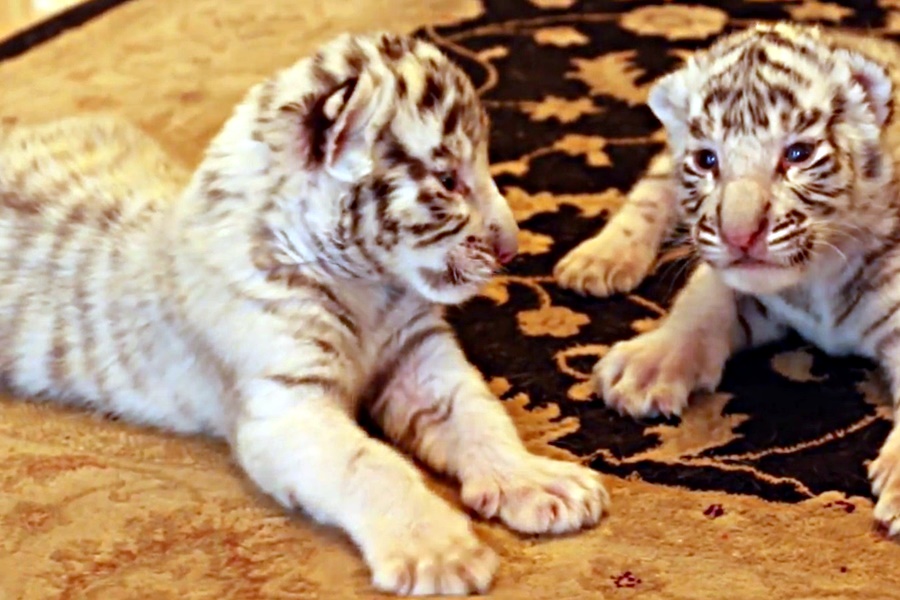 tiger cubs