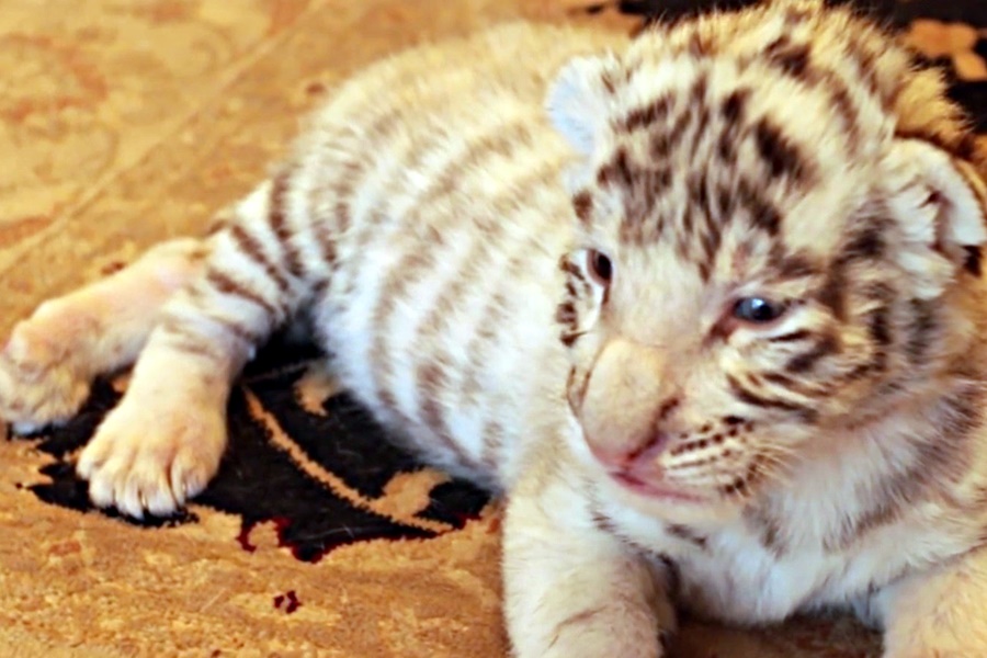 tiger cub