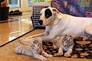 dog takes care of tiger cubs