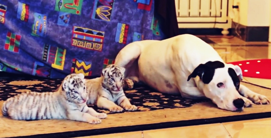 dog adopts tiger cubs