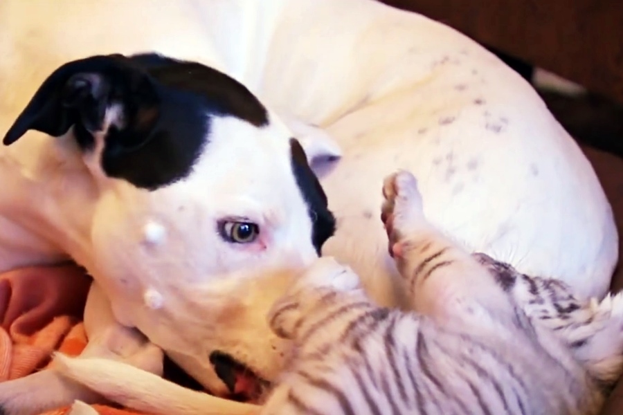 dog plays with tiger cubs