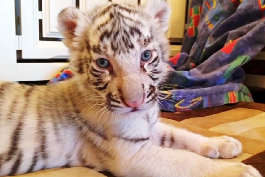 tiger cub