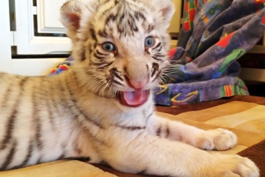 tiger cub