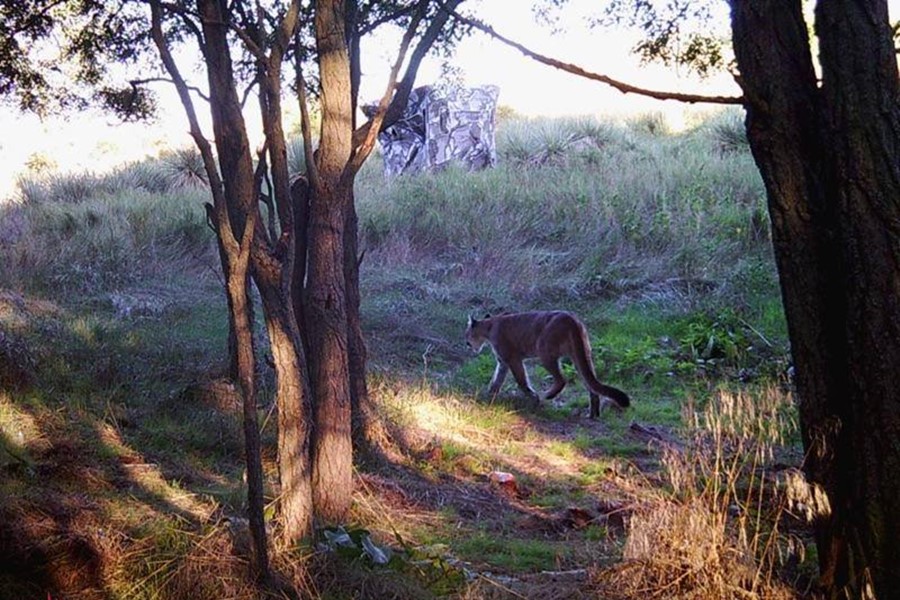 mountain lion kansas