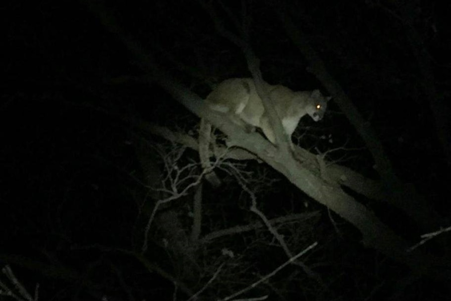 mountain lion kansas