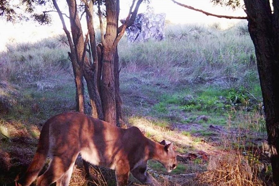 mountain lion kansas