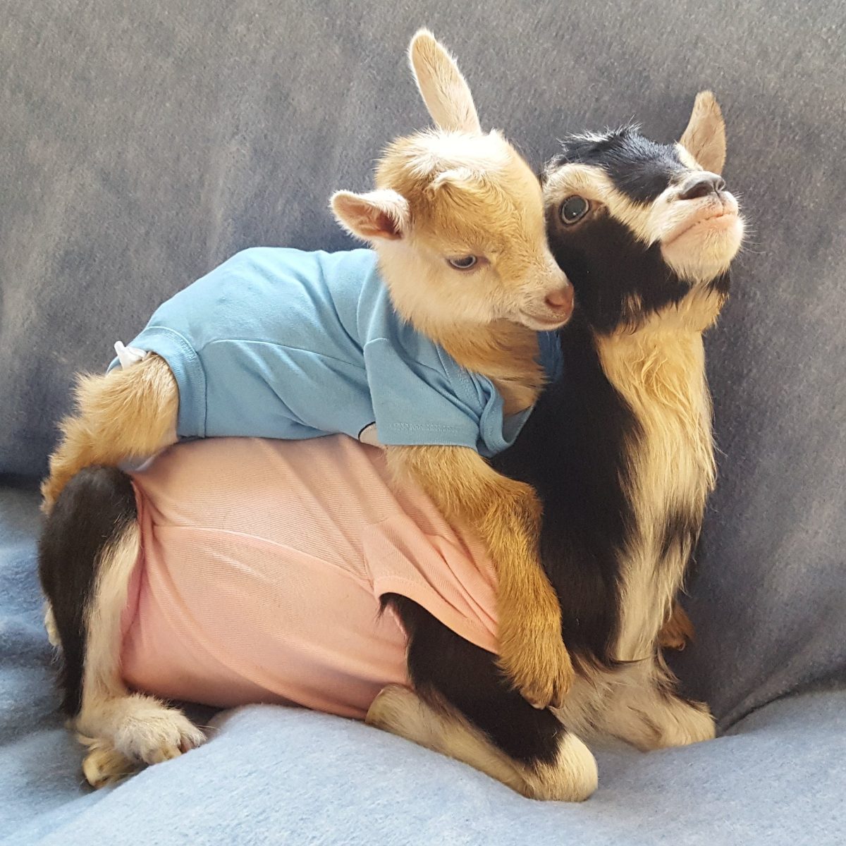 Pocket Resting on Polly - Source: Twitter/Goats of Anarchy