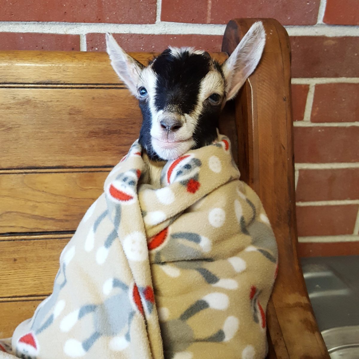 Polly in a Blanket - Source: Twitter/Goats of Anarchy