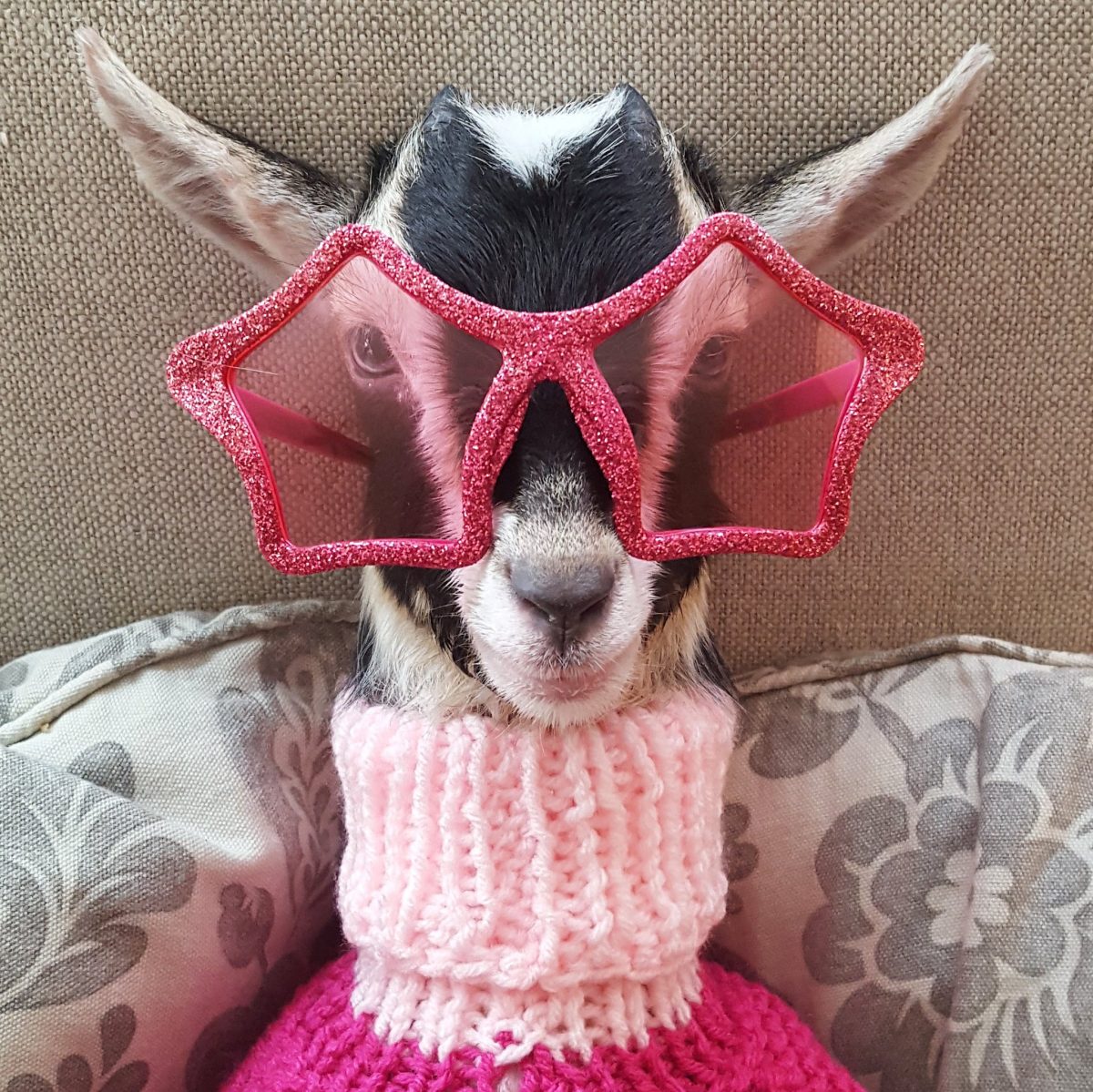Polly Appears More Comfortable Dressed Up - Source: Twitter/Goats of Anarchy