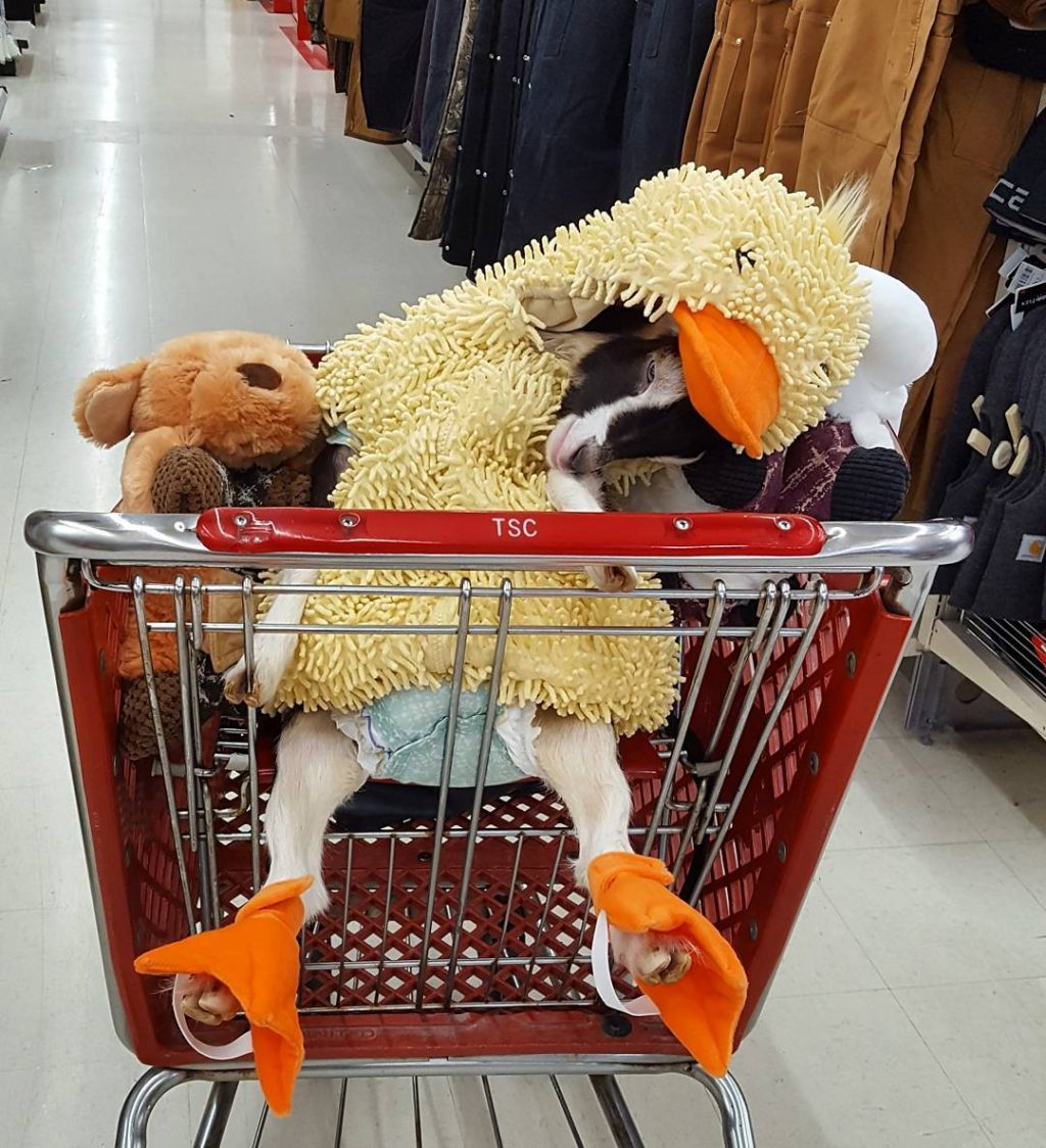 Polly in a Shopping Cart - Source: Twitter/Goats of Anarchy