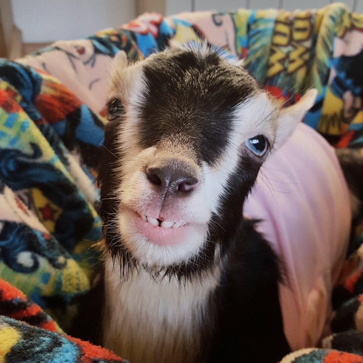 Polly Smiling for the Camera - Source: Twitter/Goats of Anarchy