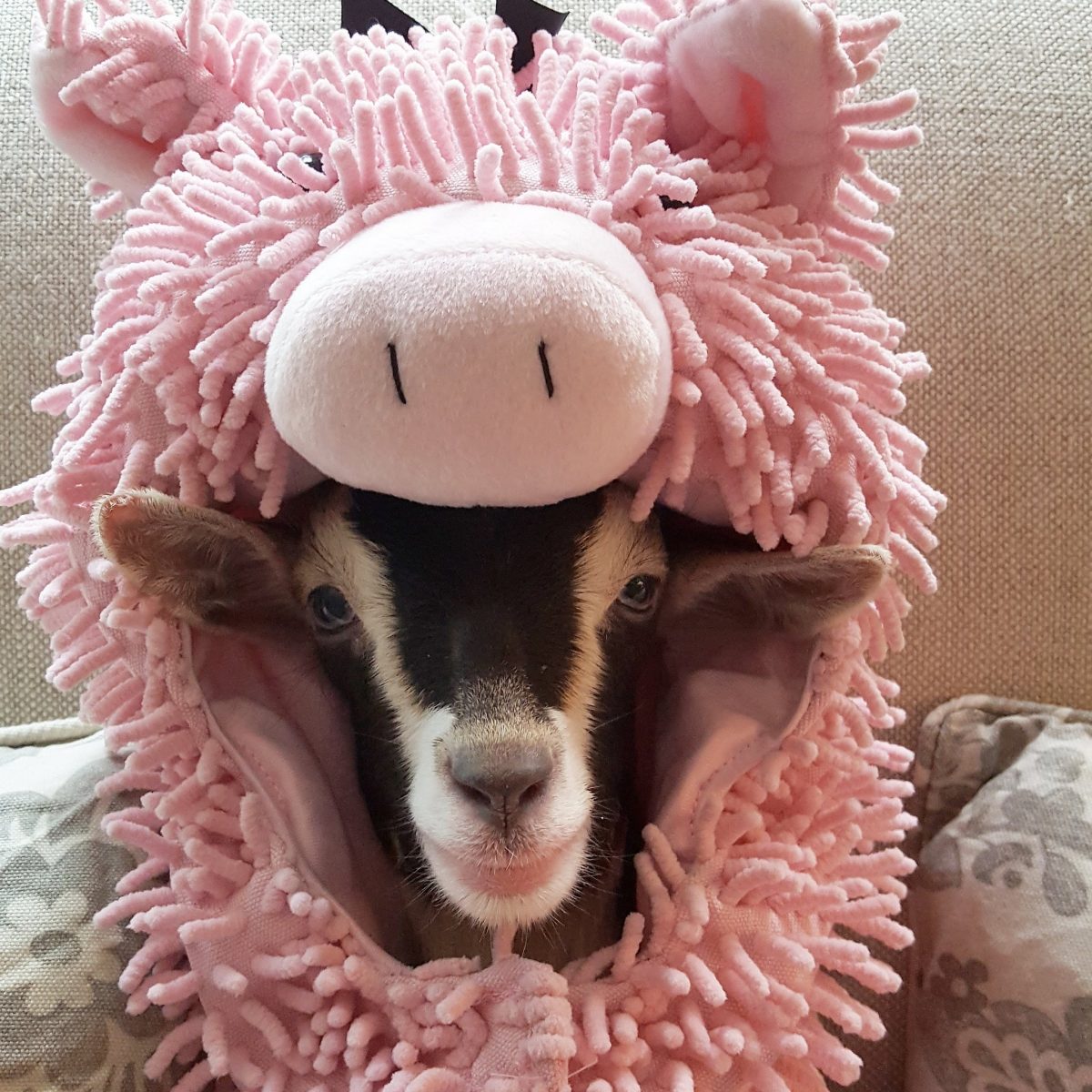 Polly as a Pig - Source: Twitter/Goats of Anarchy