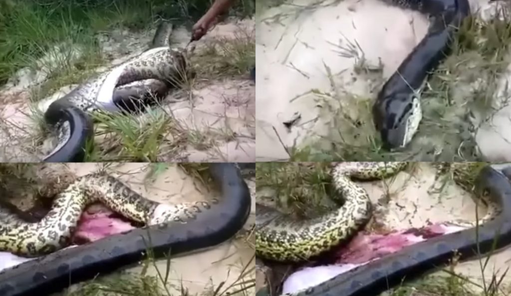 Dead Anaconda Found with Swollen Belly Hiding Mysterious Contents