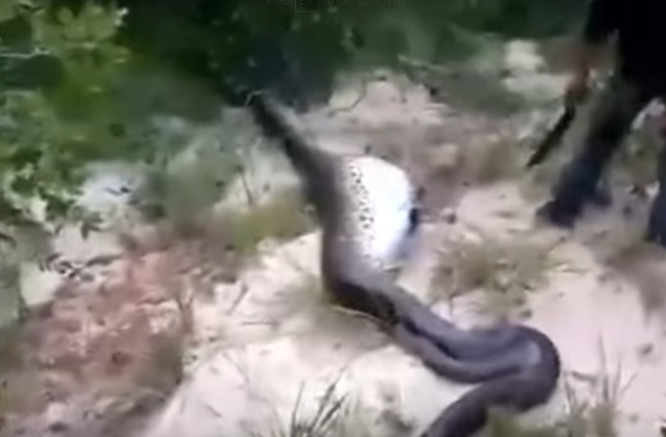 The snake's belly is incredibly bloated - Source: YouTube/aNyNewsBee