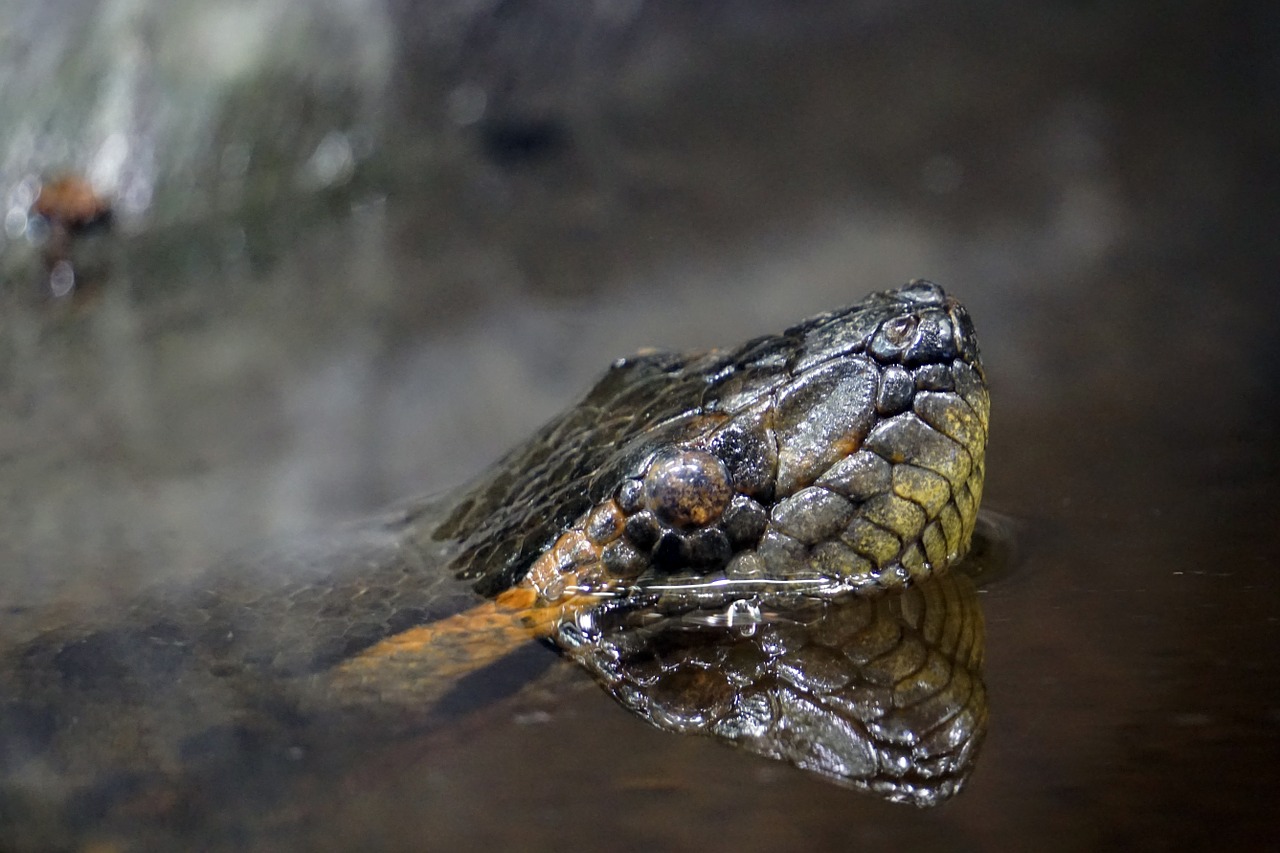 Anaconda on the hunt - Source: Pixabay