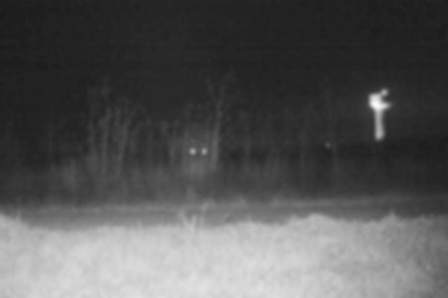 trail camera footage