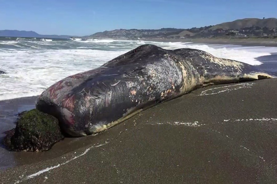stranded whale