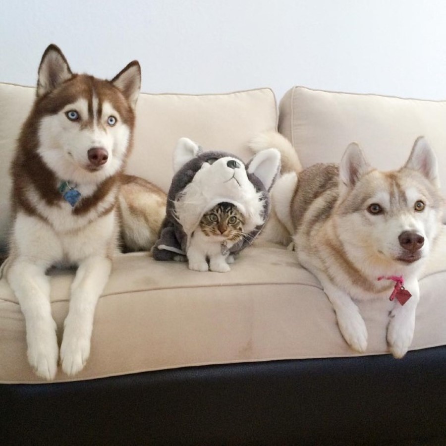 Source: Instagram/lilothehusky