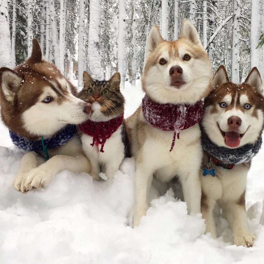 Source: Instagram/lilothehusky