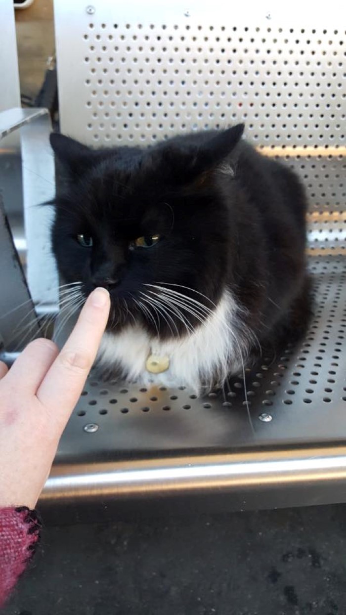 Source: Facebook/Felix the Huddersfield Station Cat