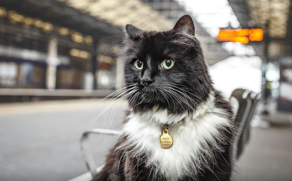 Source: Facebook/Felix the Huddersfield Station Cat