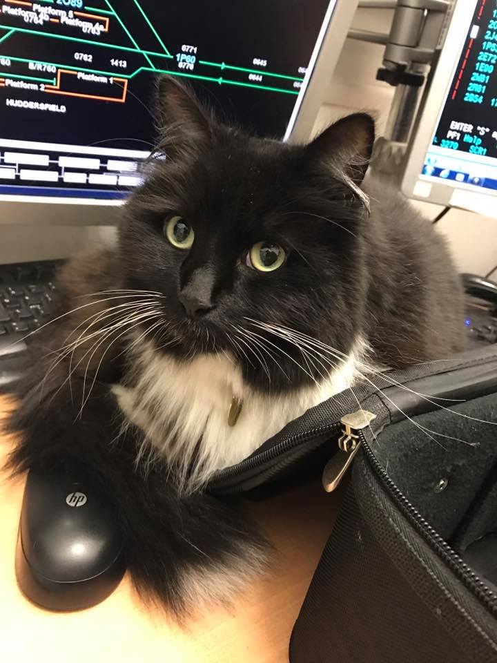 Source: Facebook/Felix the Huddersfield Station Cat