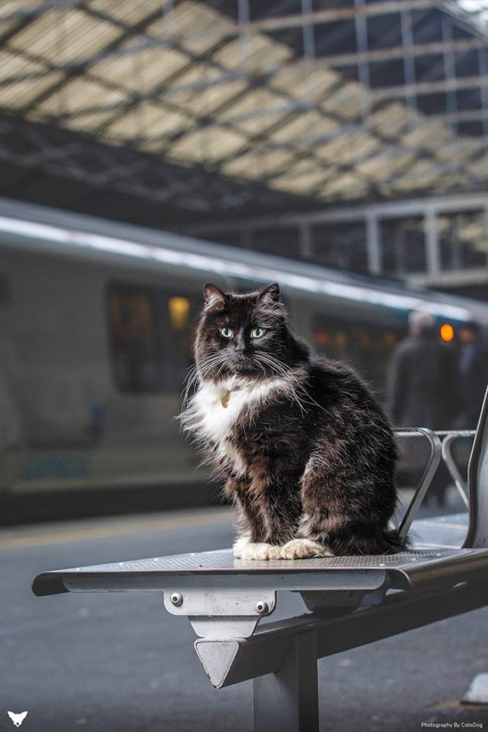 Source: Facebook/Felix the Huddersfield Station Cat