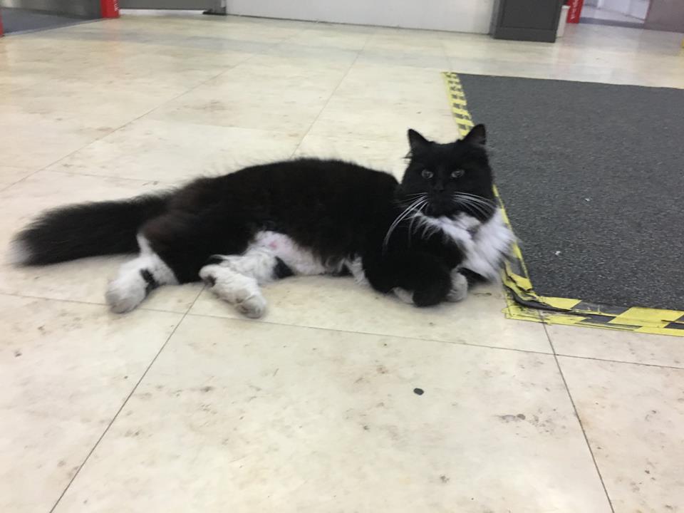 Source: Facebook/Felix the Huddersfield Station Cat