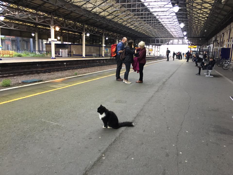 Source: Facebook/Felix the Huddersfield Station Cat