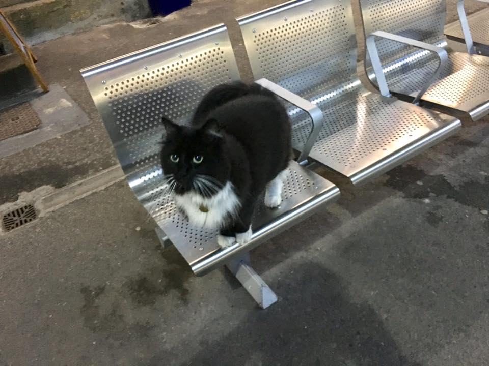 Source: Facebook/Felix the Huddersfield Station Cat