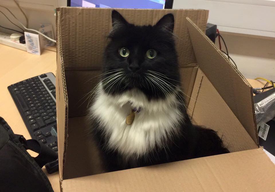 Source: Facebook/Felix the Huddersfield Station Cat