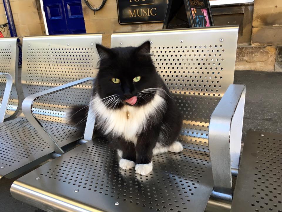 Source: Facebook/Felix the Huddersfield Station Cat