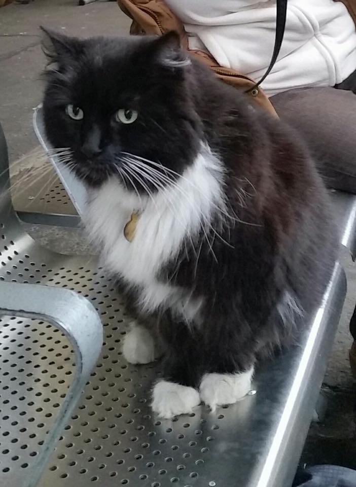 Source: Facebook/Felix the Huddersfield Station Cat