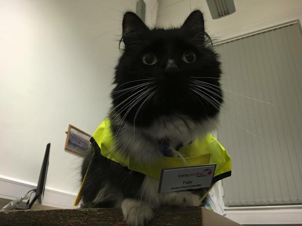 Source: Facebook/Felix the Huddersfield Station Cat