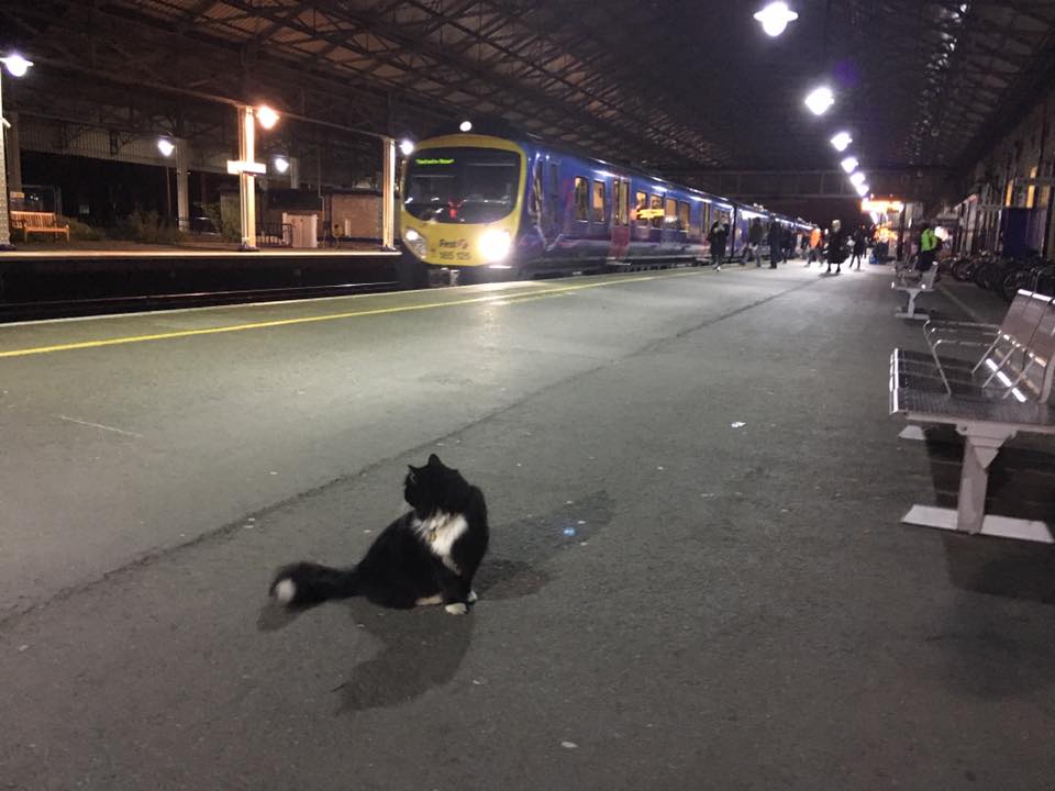 Source: Facebook/Felix the Huddersfield Station Cat