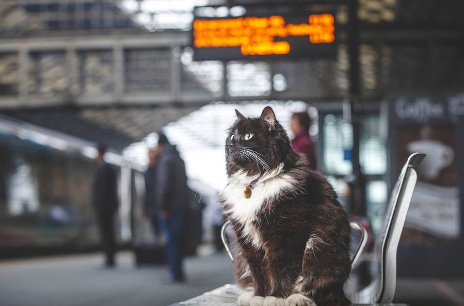 Source: Facebook/Felix the Huddersfield Station Cat